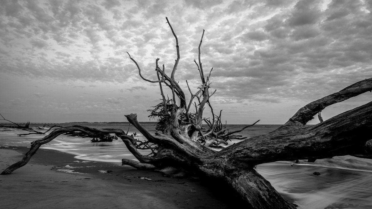 Reclining Tree