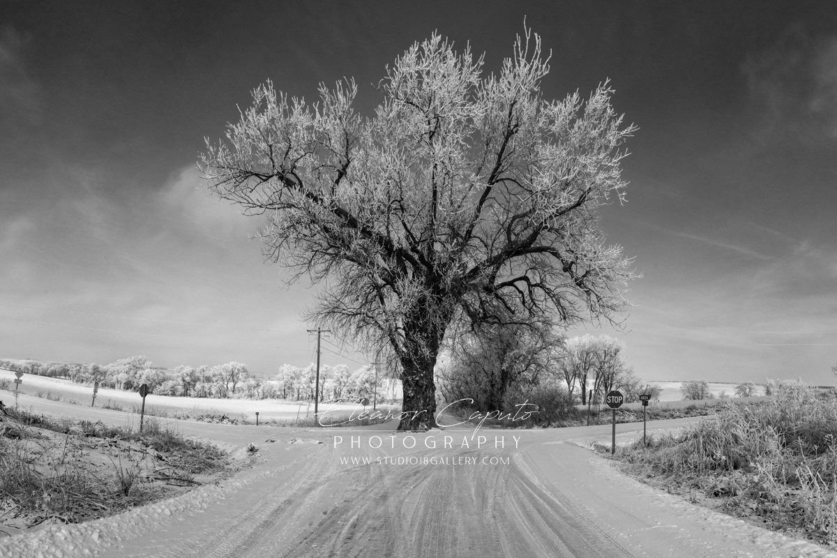 Tree In th Middle of the Road - Brayton Iowa #102 BW