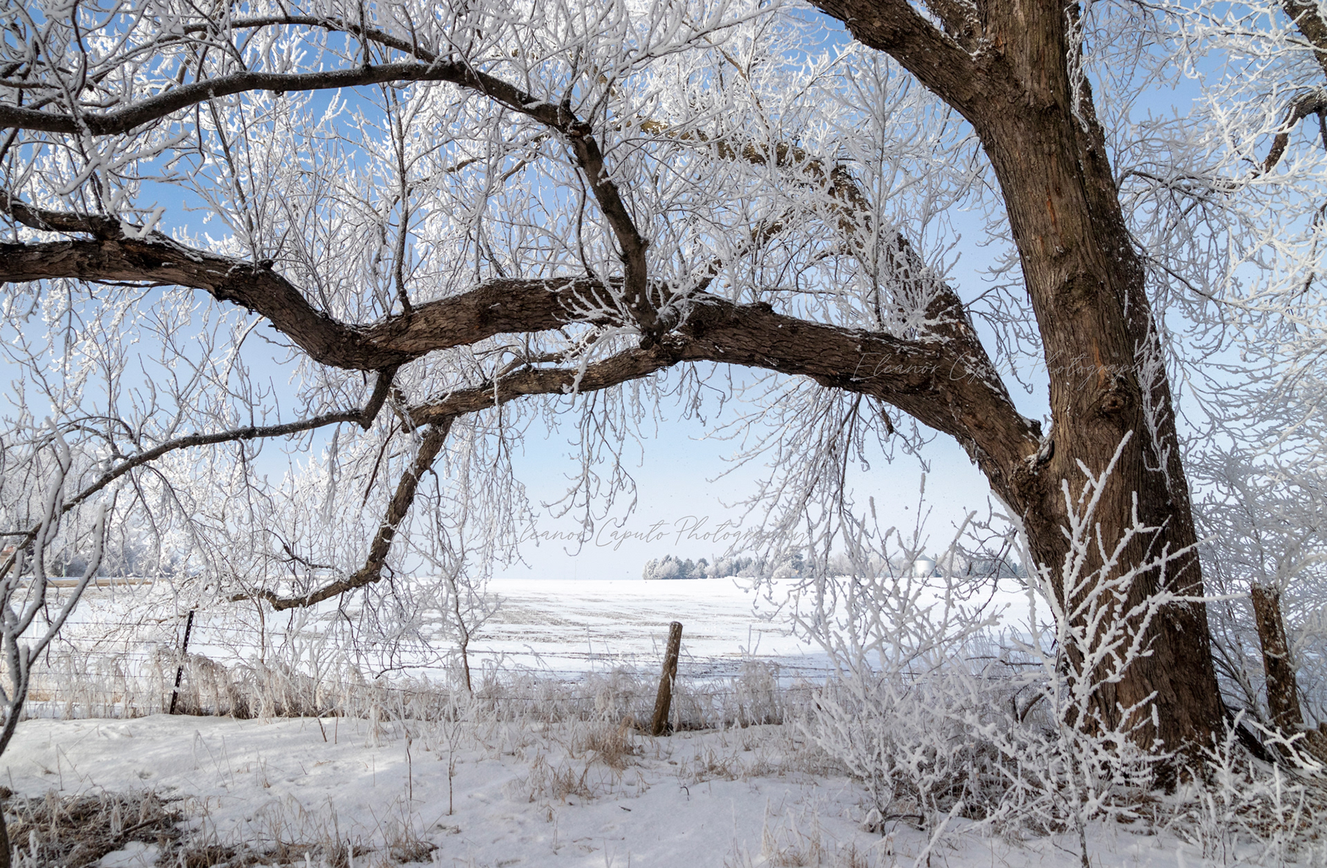 Hoarfrost arched tree Grundy county Rd 310