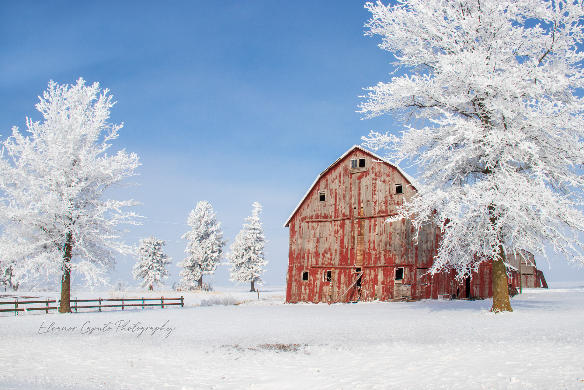 Weathered Red barn and Hoarfrost trees #102