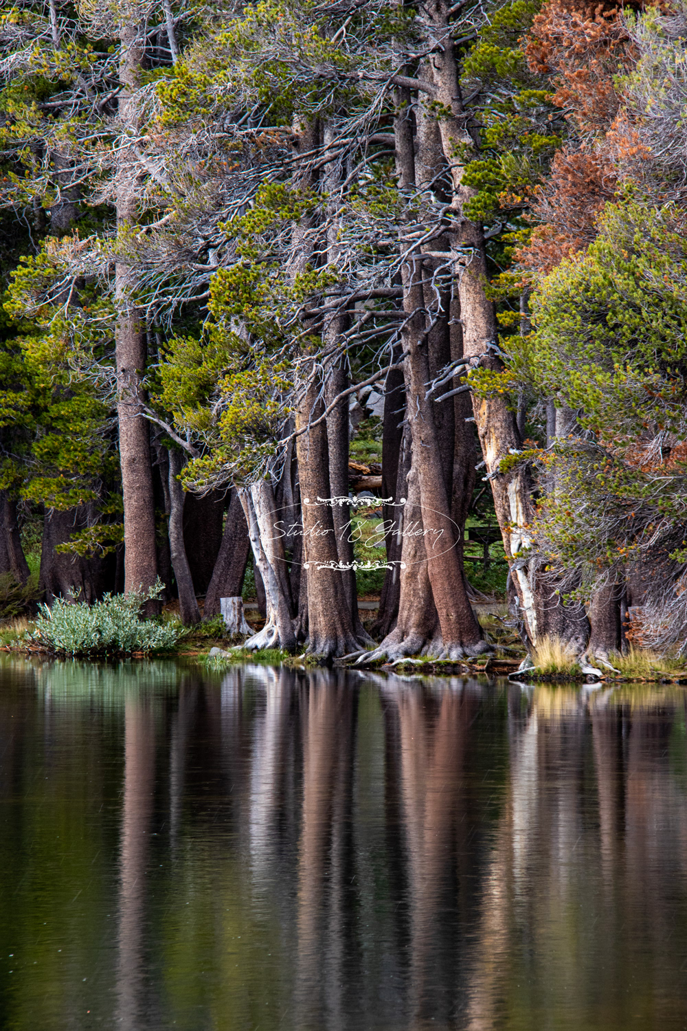 woods lake 2