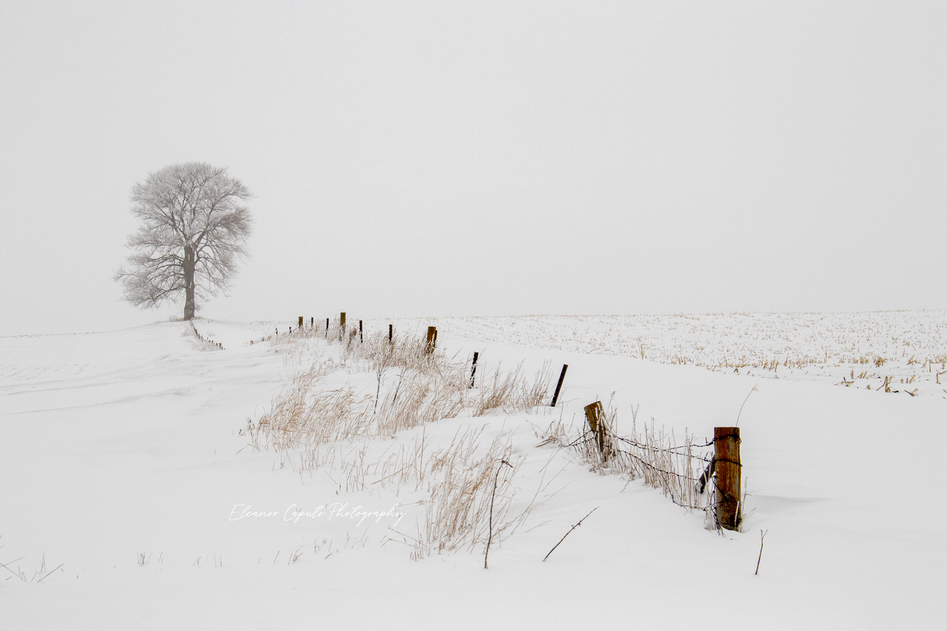 Snowy Fence Line and Tree #101