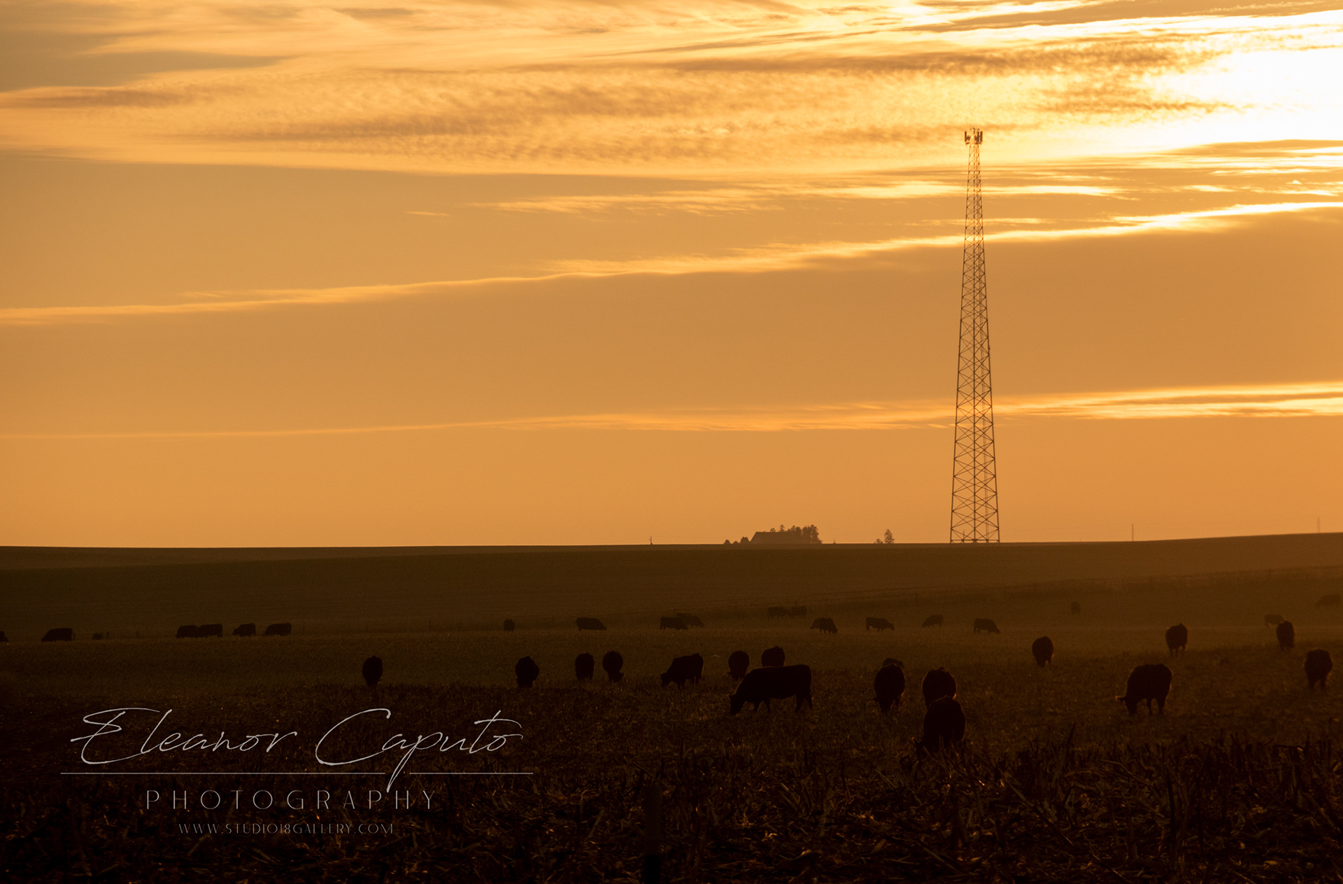 iowa cows in mist 3887