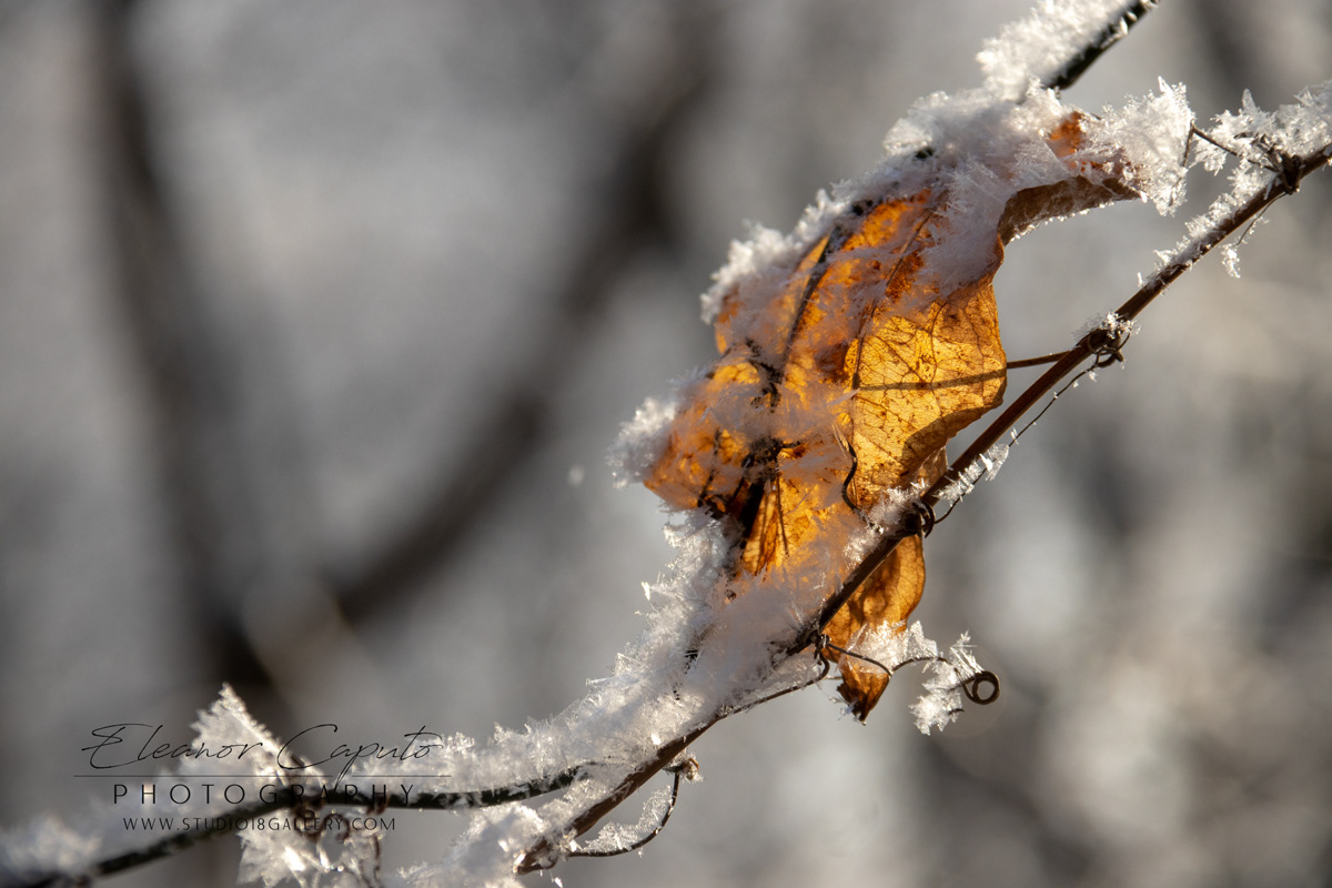 Frosty Leaf Blackhawk Creek Park Morrison Iowa