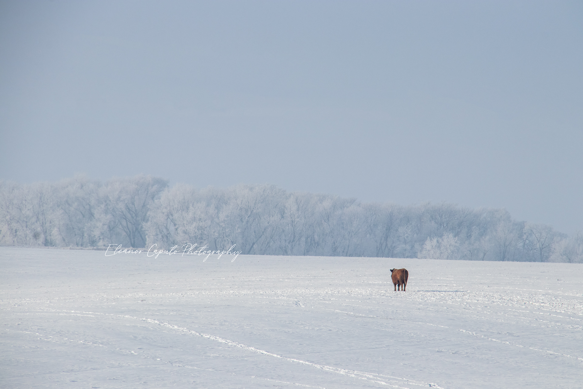 Lone red cow in the snow - Marshall county Iowa