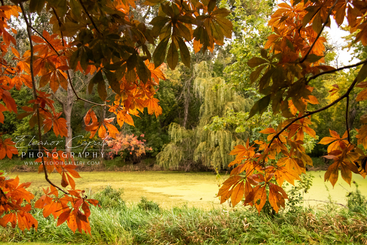 Ohio Buckeye leaves pond 9116