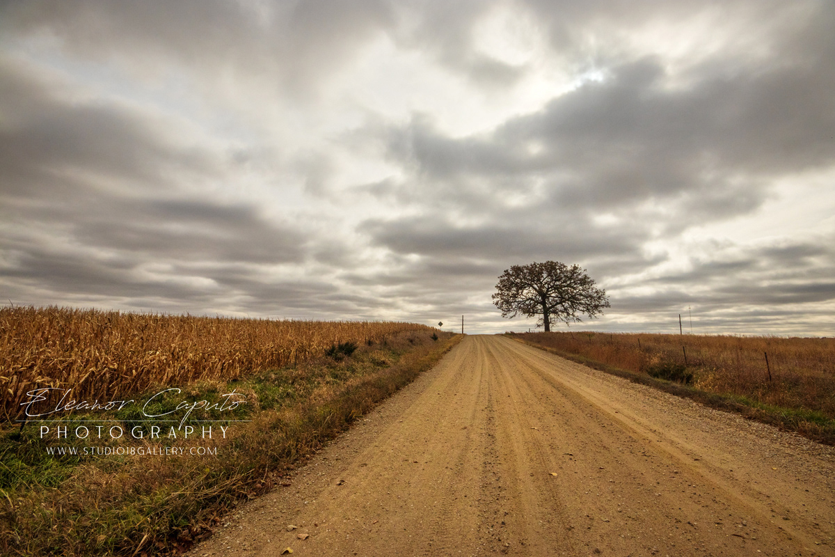 Lone tree gravel road Fall Eldora 0274