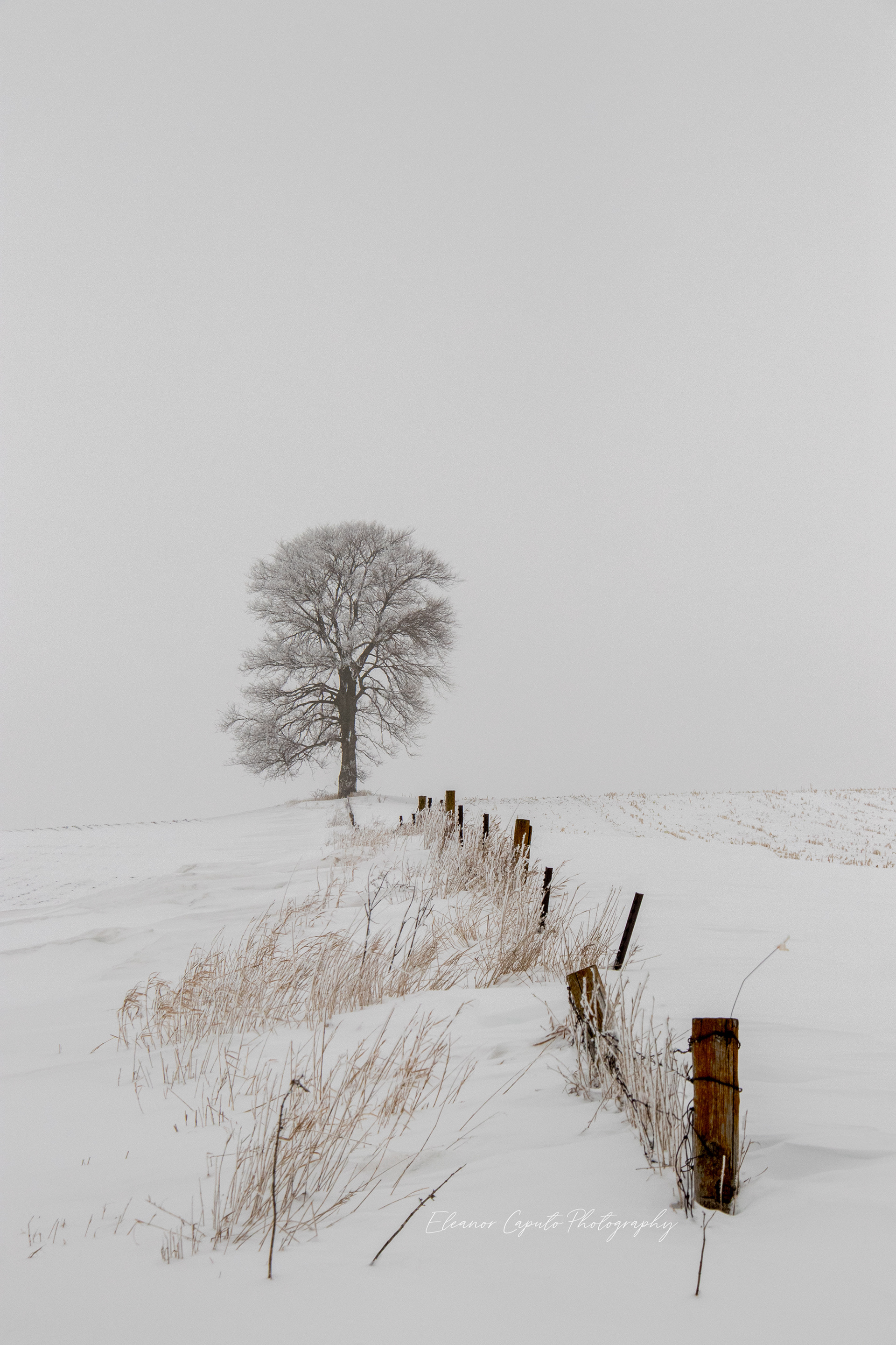 Snowy Fence Line and Tree #102