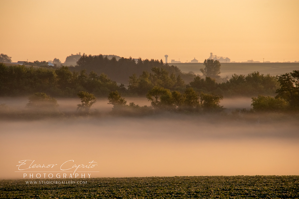 Foggy Morning Trees grain bins 7856