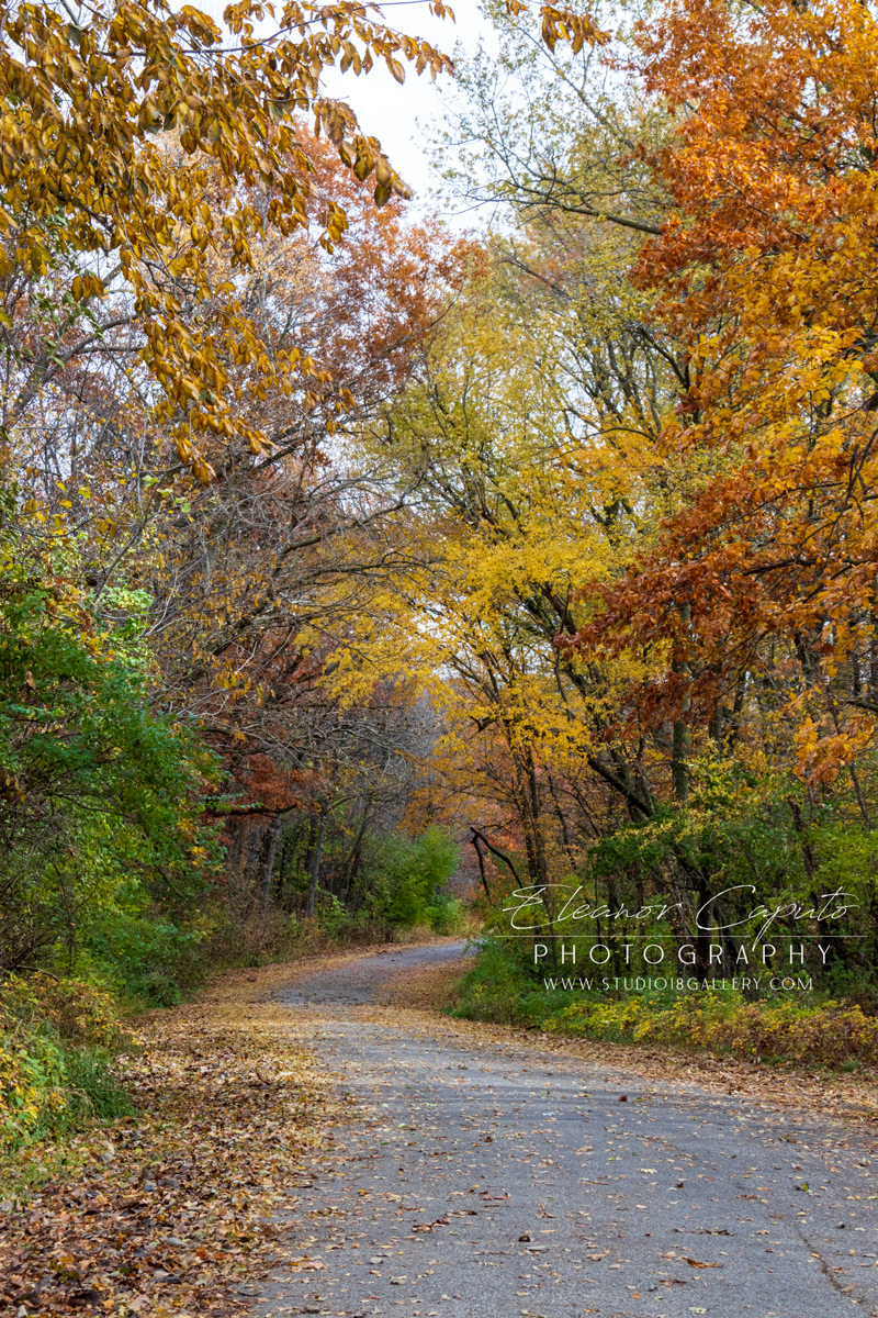 Pine lake Fall path 0166