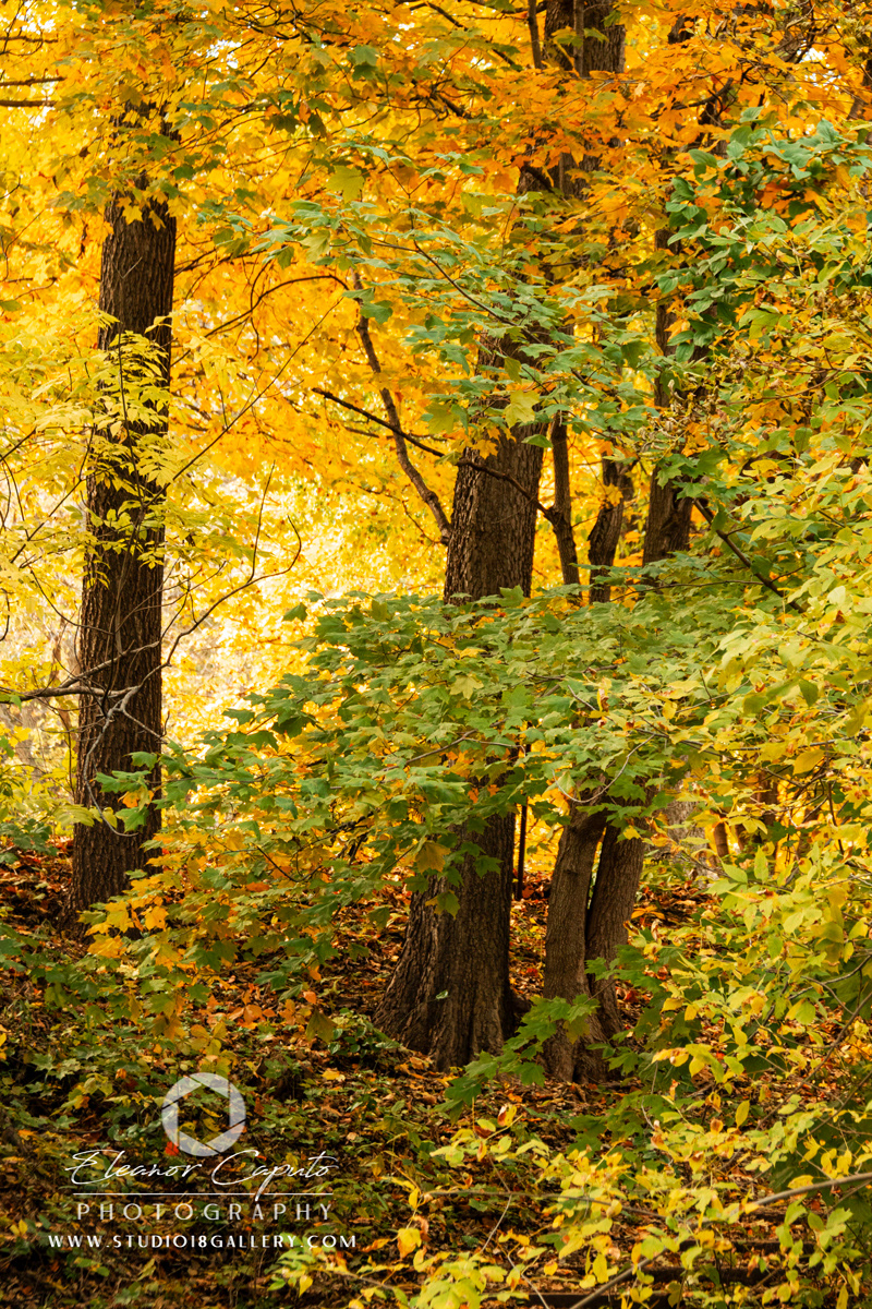Dolliver-Park-0115