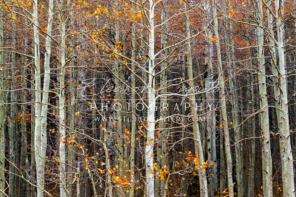 Bare Aspens 1