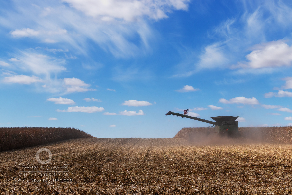 Harvesting corn 0043