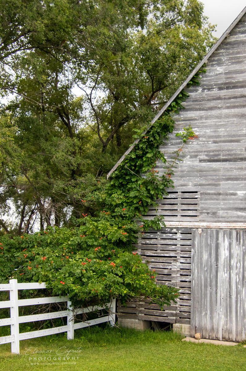 Ivan miller corn crip Vertical