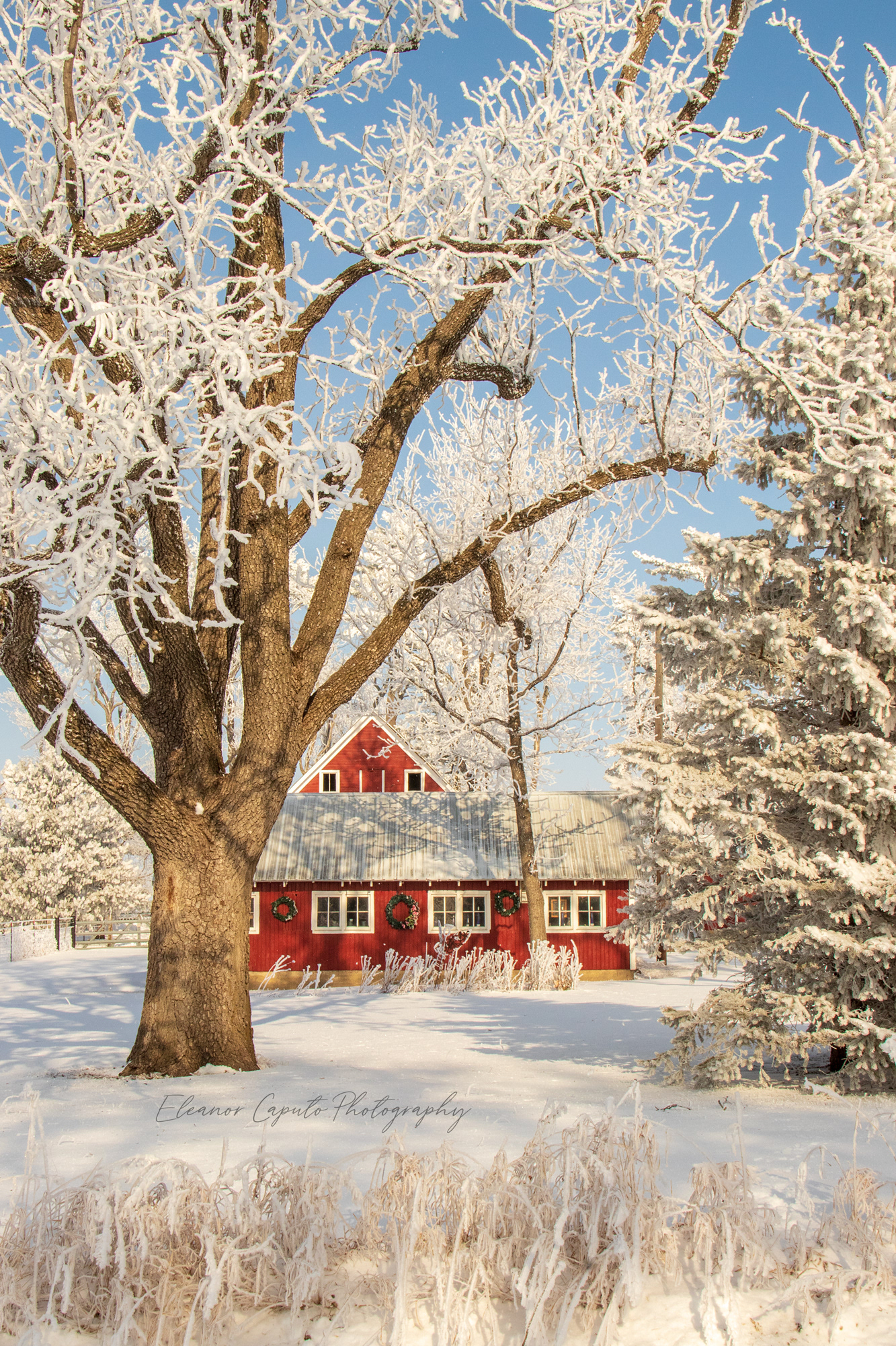Red barn with wreathes Conrad Iowa #102