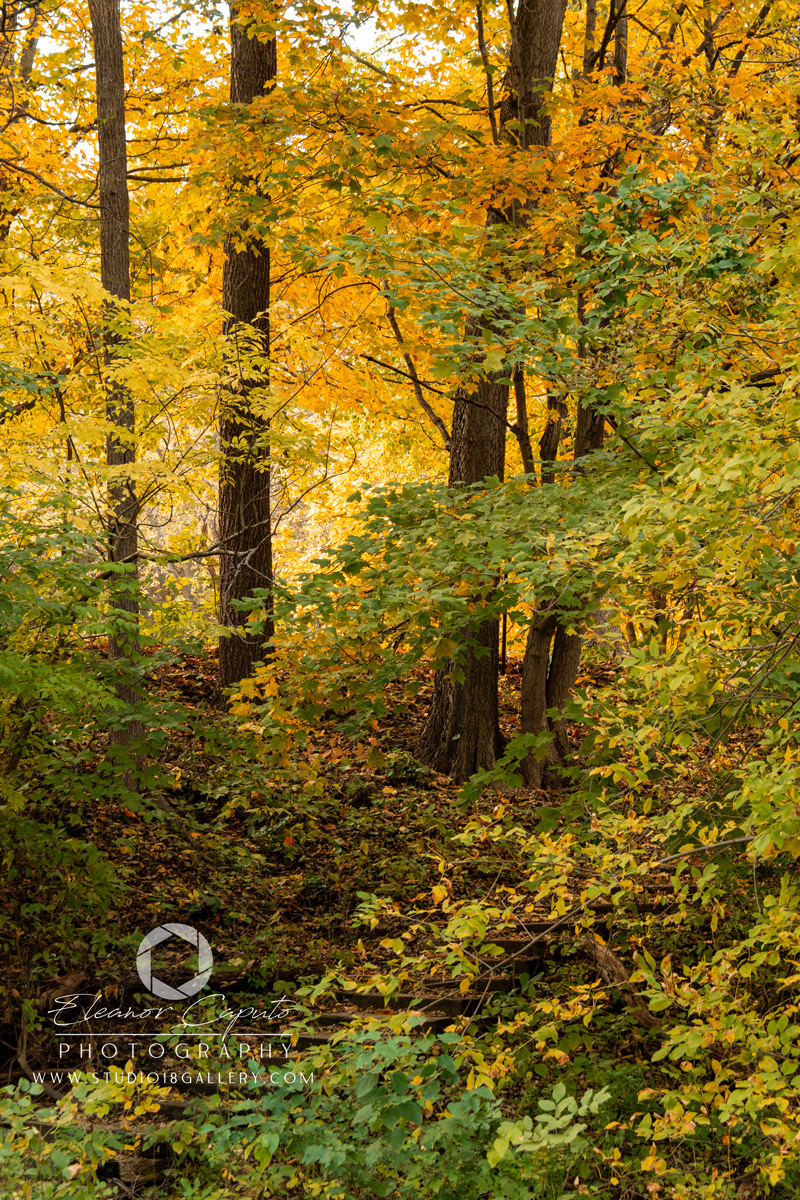 Dolliver-Park-0116