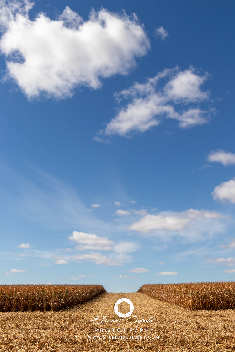 Harvesting corn 0029