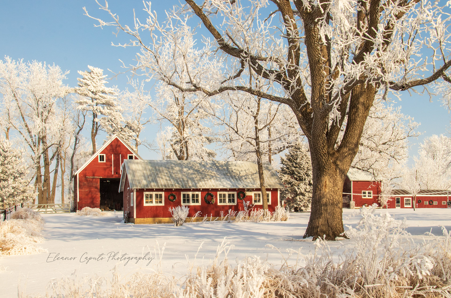 Red barn with wreathes Conrad Iowa #103