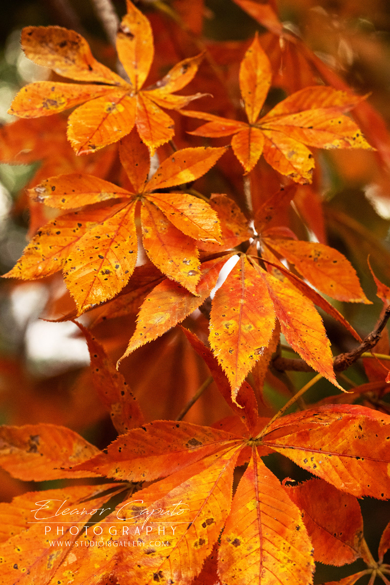 Ohio Buckeye leaves 9130