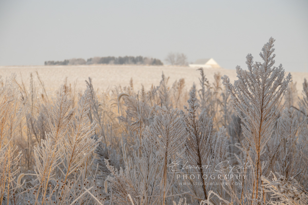 Frosty weeds barbed wire fence Blackhawk Creek Park Morrison Iowa #103