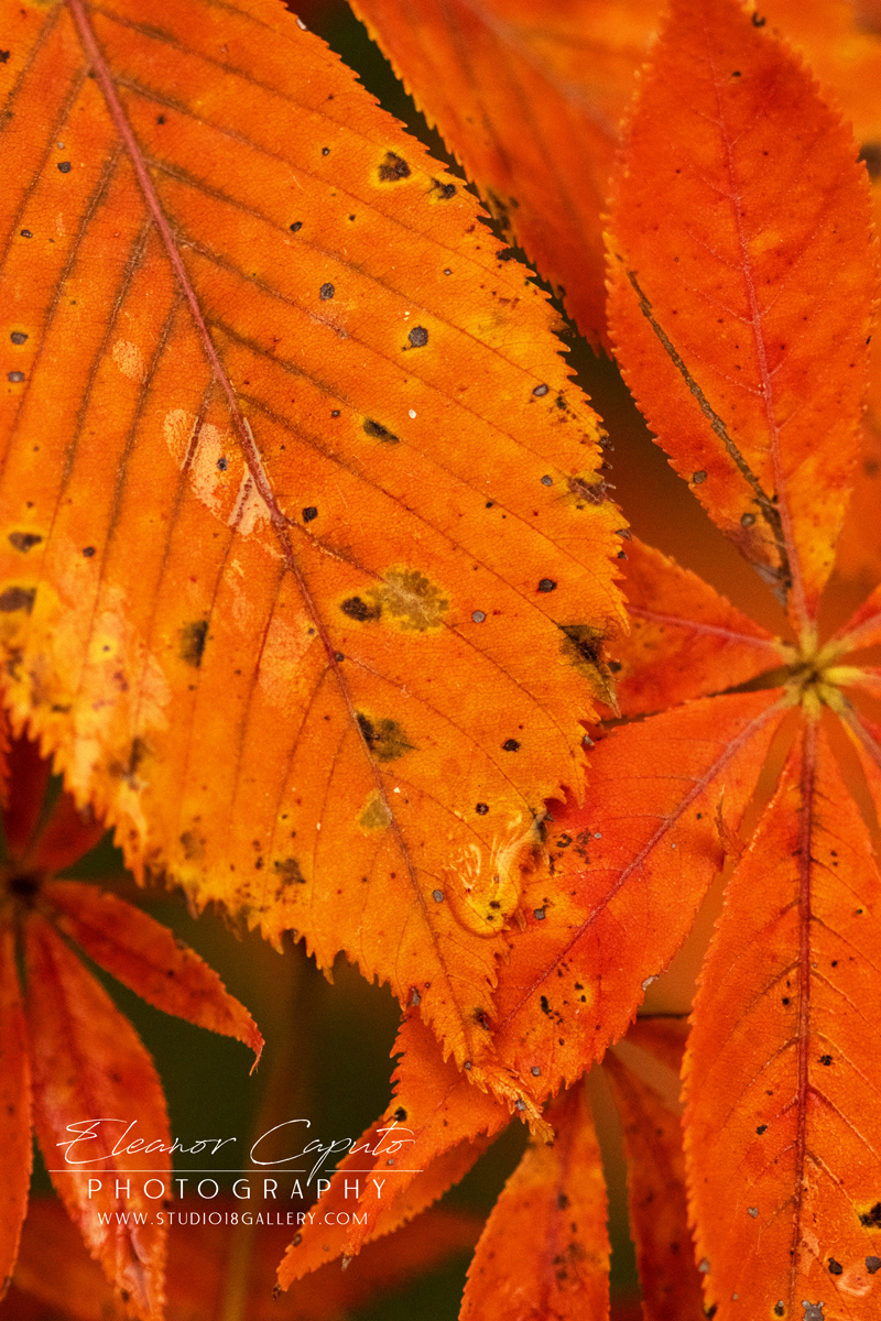 Ohio Buckeye leaves 9126