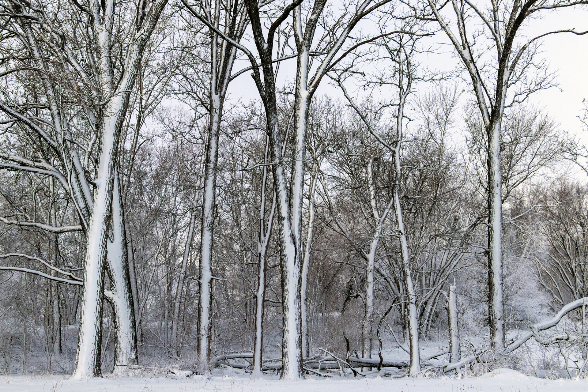 Snowy Bare Trees #104