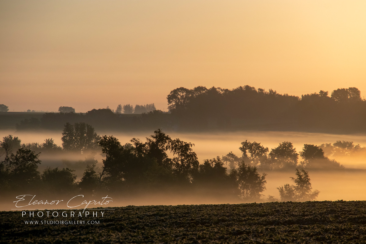 Foggy Morning Trees 7851