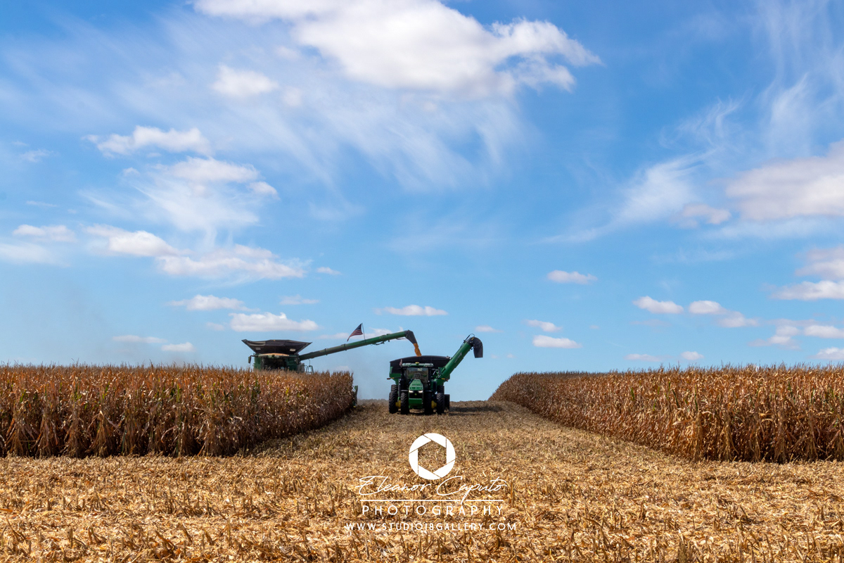 Harvesting corn 0031