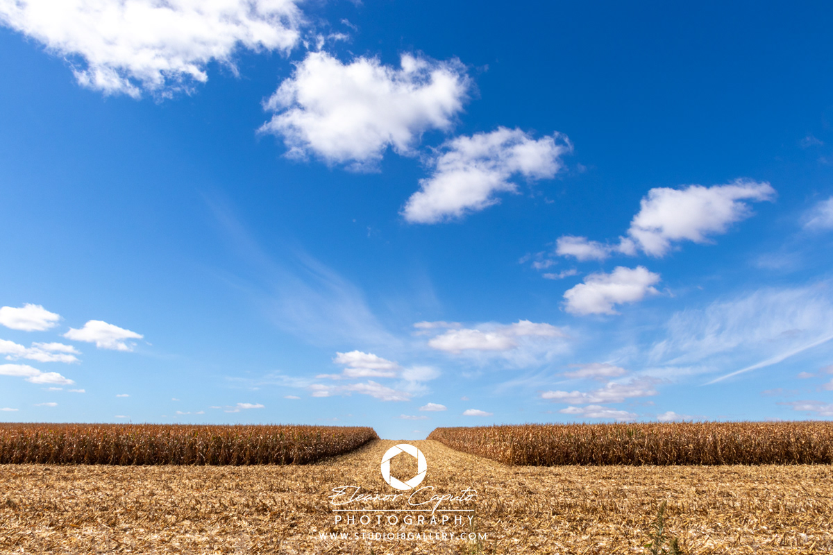 Harvesting corn 0028