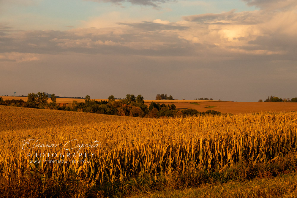 Fall harvest corn fields Rd 150 9198