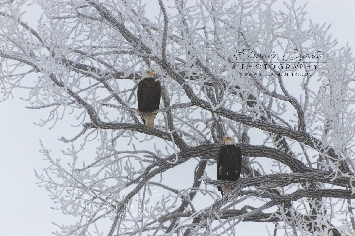 Two frosty eagles 1951