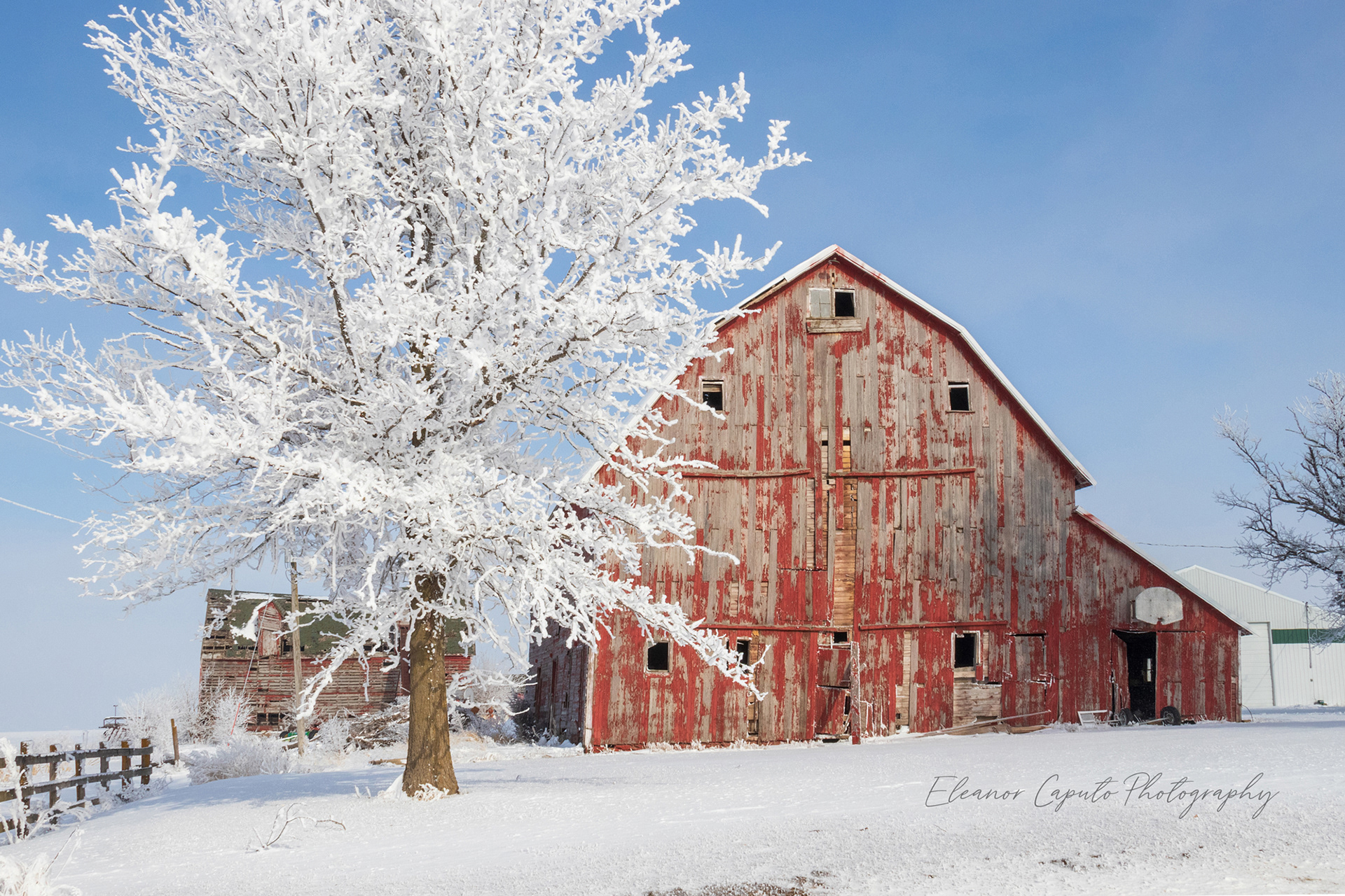 Weathered Red Barn with Hoarfrost tree - Conrad Iowa