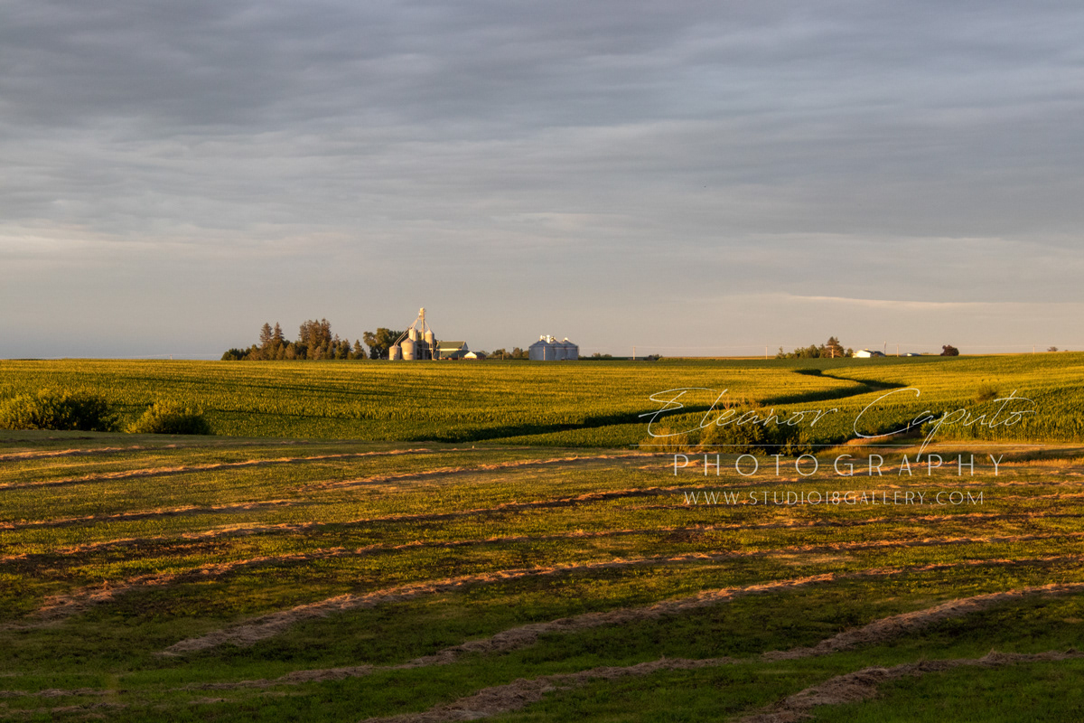 cut hay field farm sunset 200th rd 5904