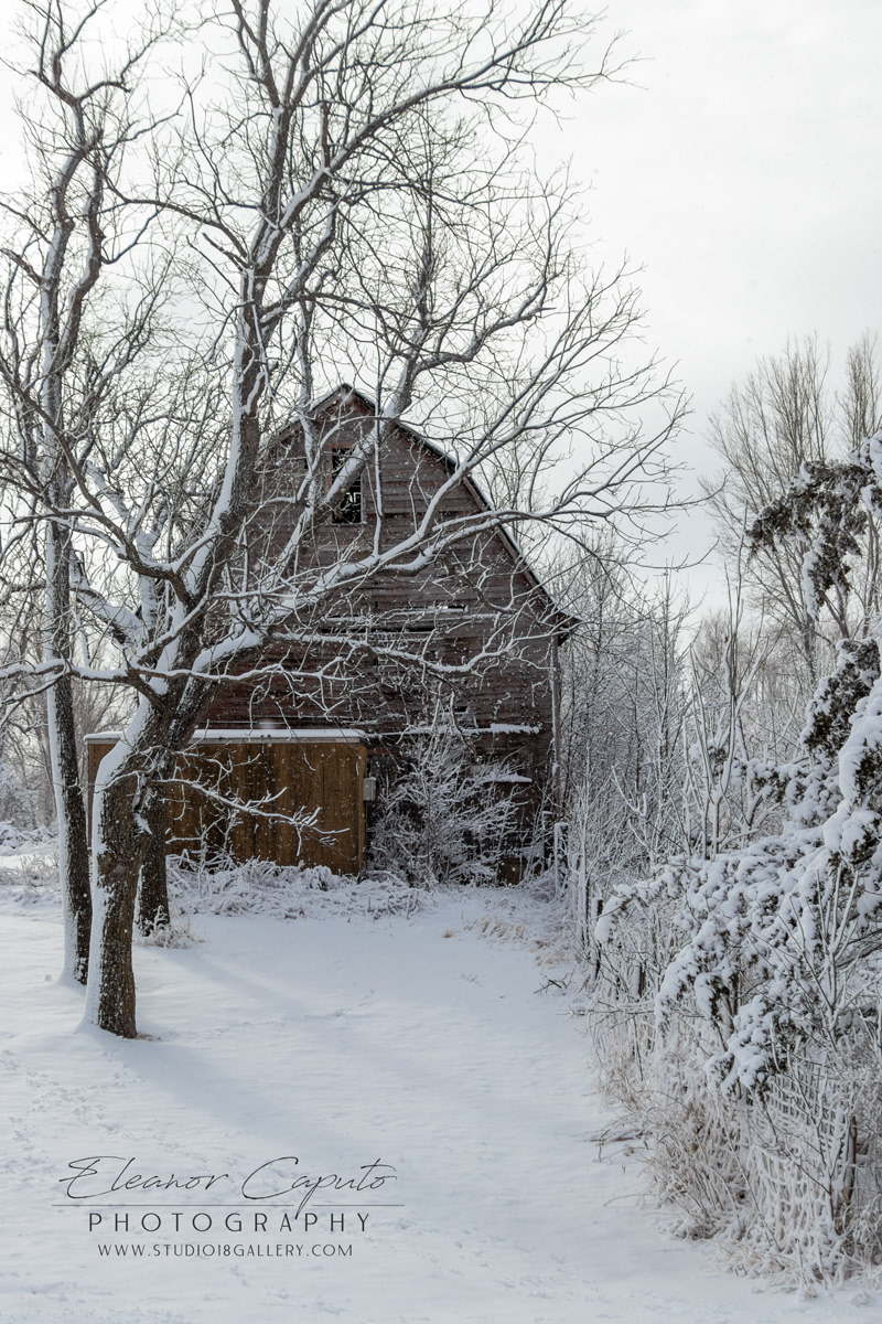 Snowy Barn  with Tree Vertical