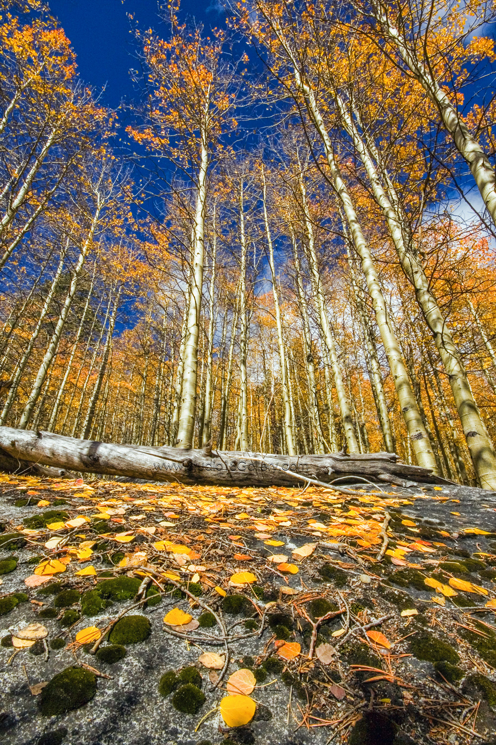 Hope Valley Aspens 3