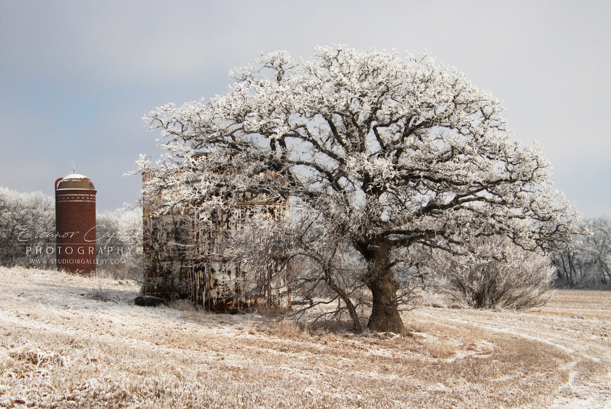 Snowy Tree brick silo Near Brayton Iowa