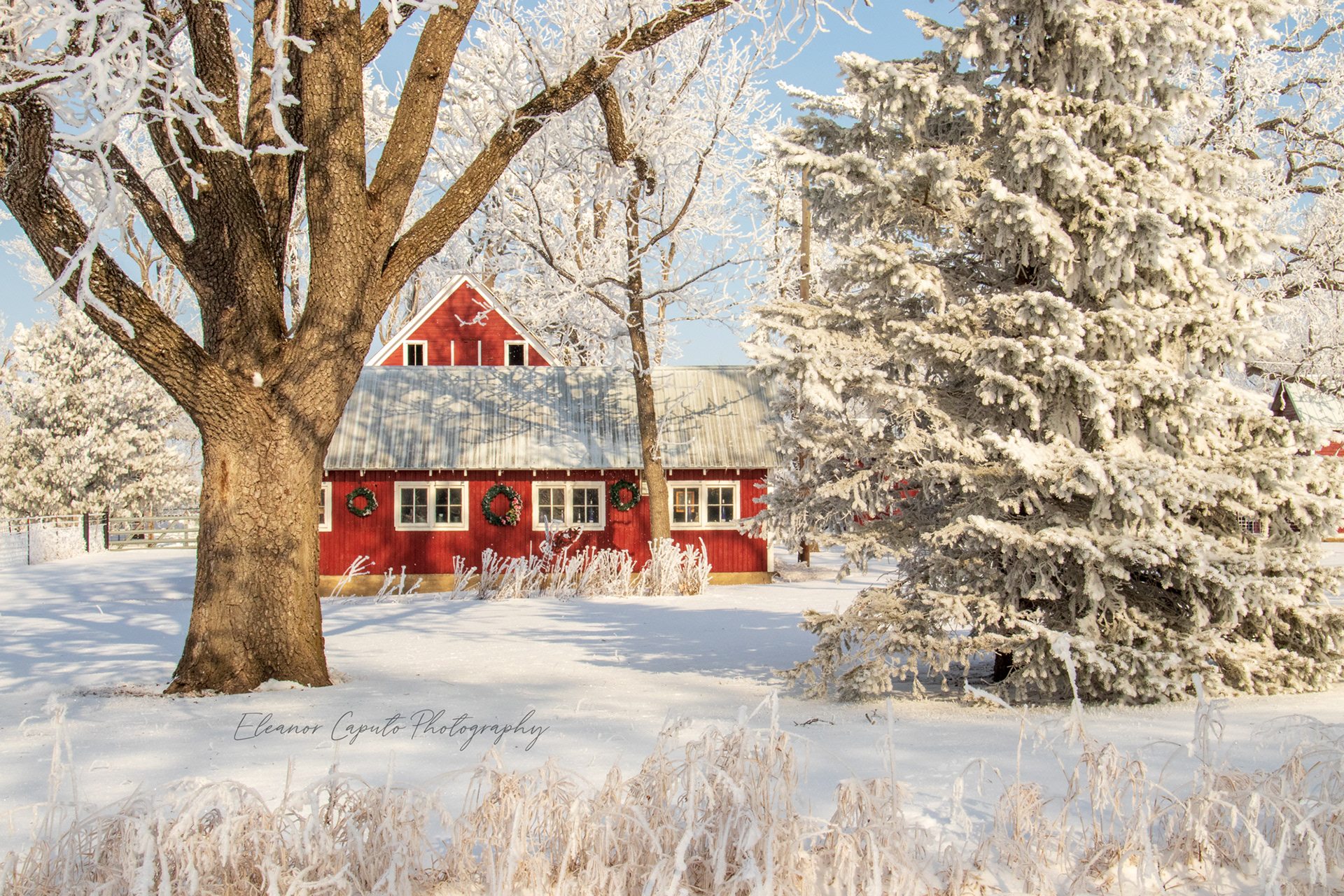 Red barn with wreathes Conrad Iowa #101
