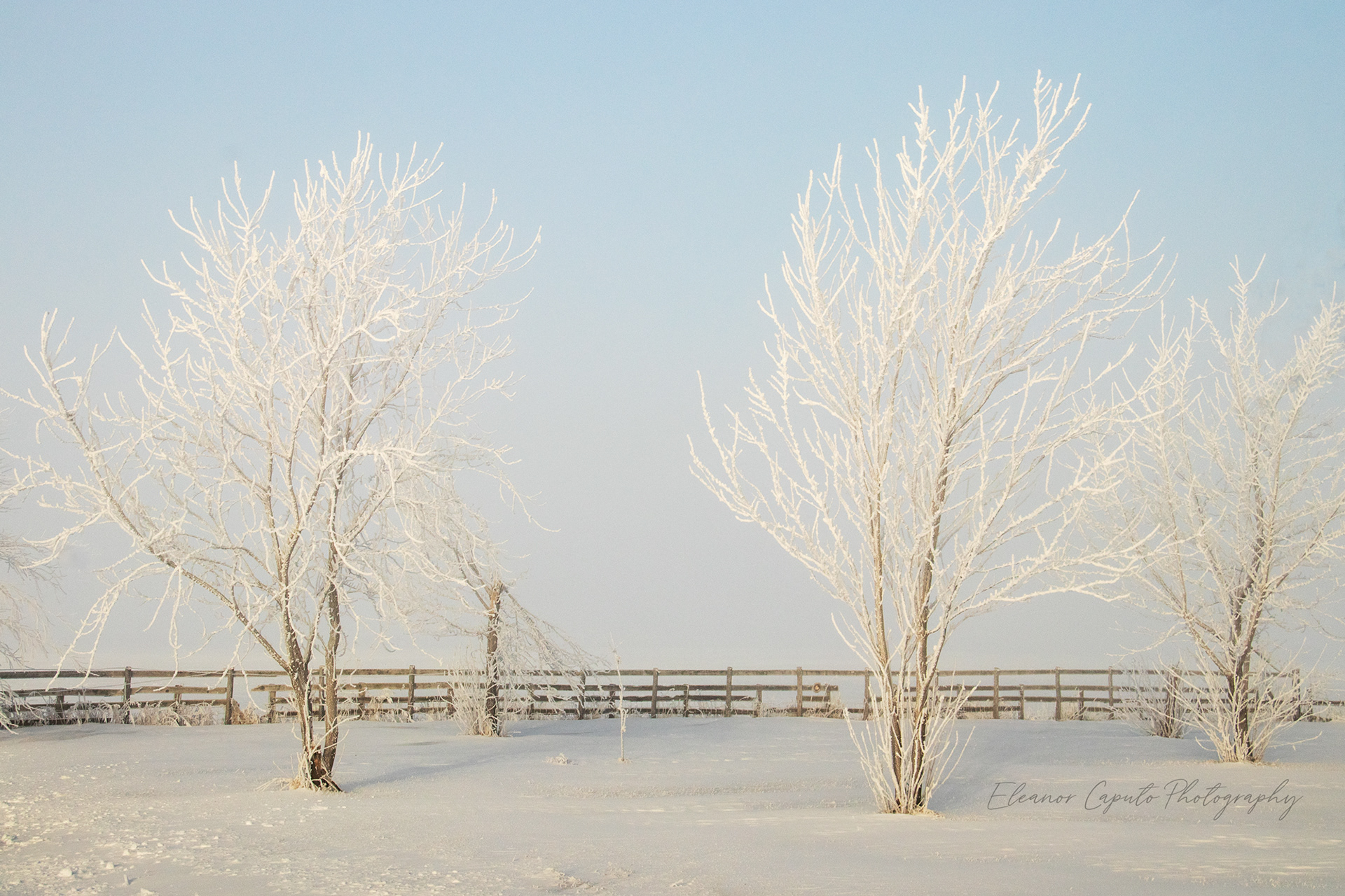 Hoarfrost trees and fence line #102