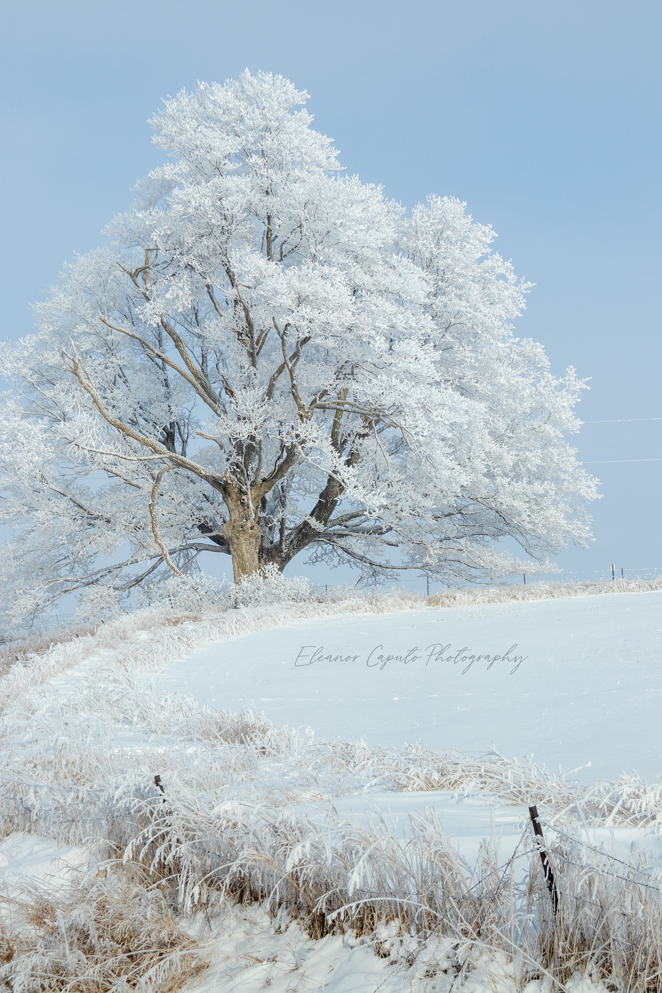 Hoarfrost Oak  Stagecoach Rd Grundy County Iowa #103