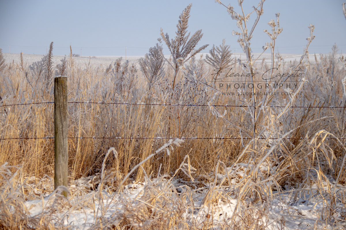 Frosty weeds barbed wire fence Blackhawk Creek Morrison Iowa #101