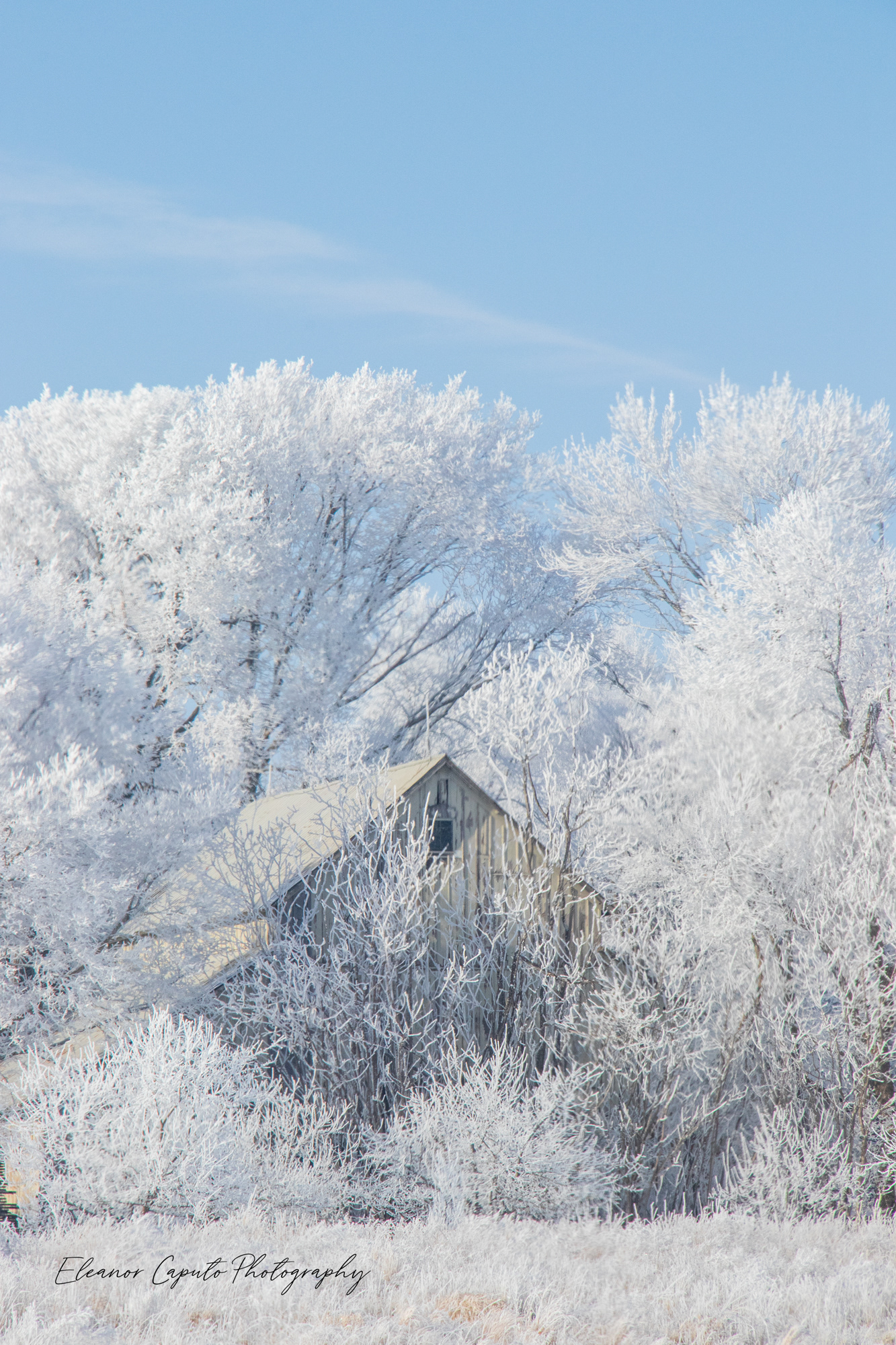 Hoarfrost trees and hidden barn Grundy county Iowa vertical