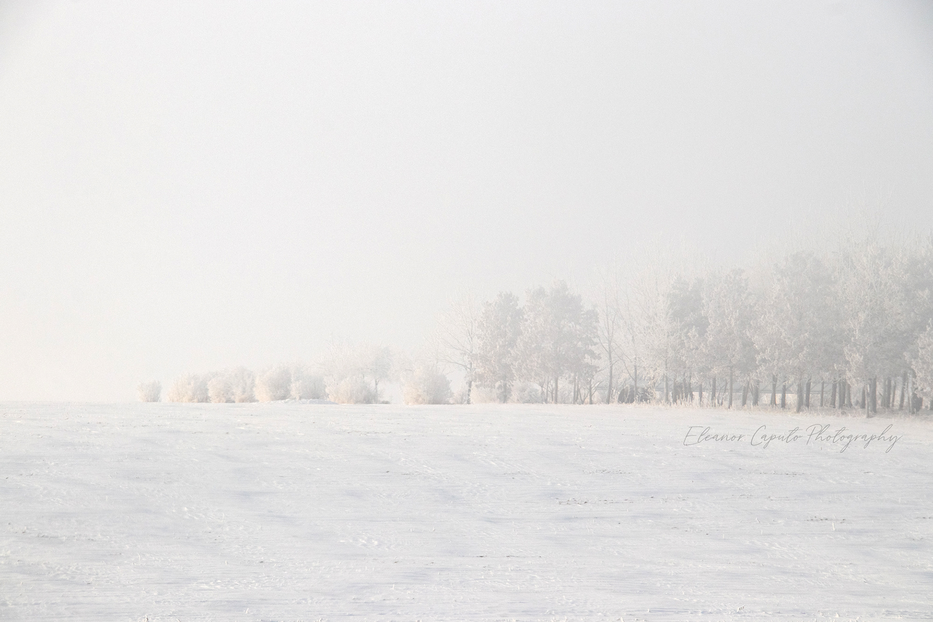 Foggy, Frosty tree line and snowy hill - Marshall county Iowa