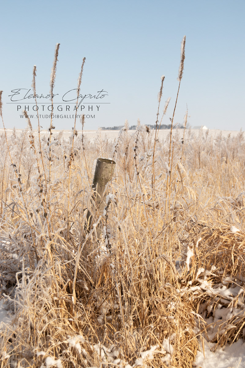 Frosty weeds barbed wire fence Blackhawk Creek Morrison Iowa #102