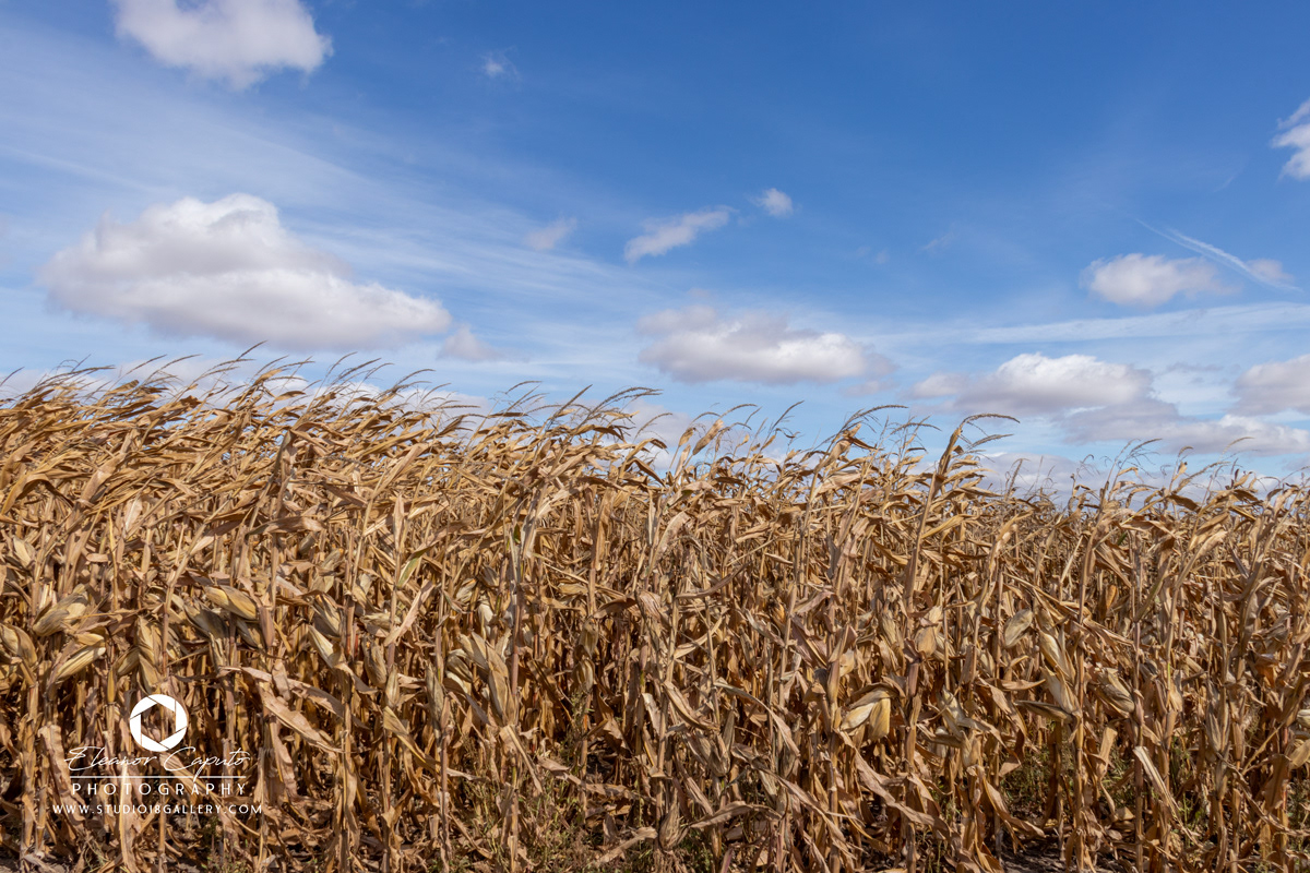Corn blue sky 0023