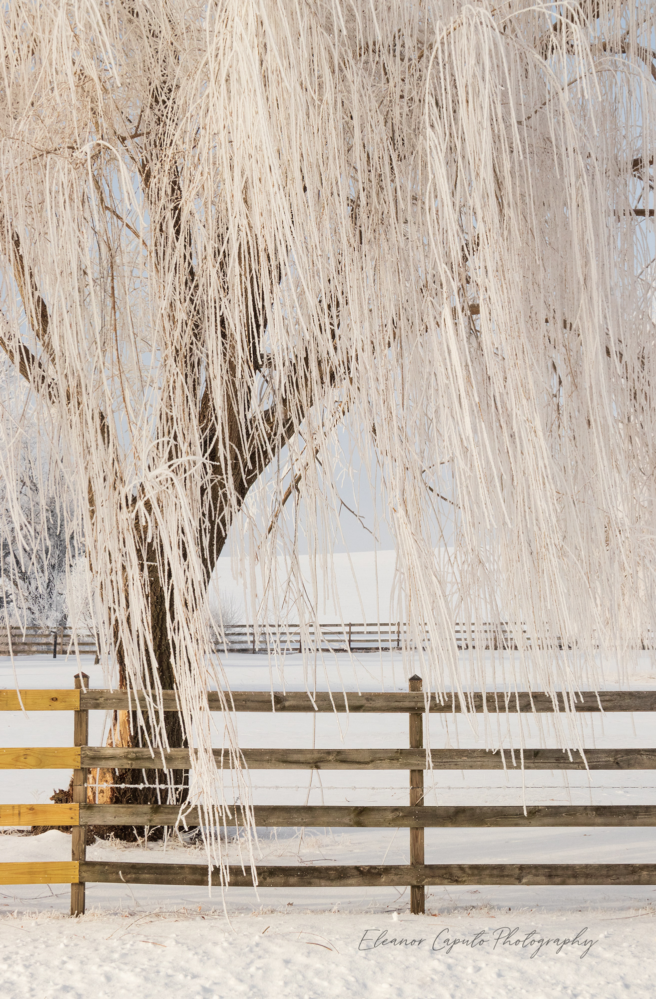 Hoarfrost Willow Tree and wooden fence