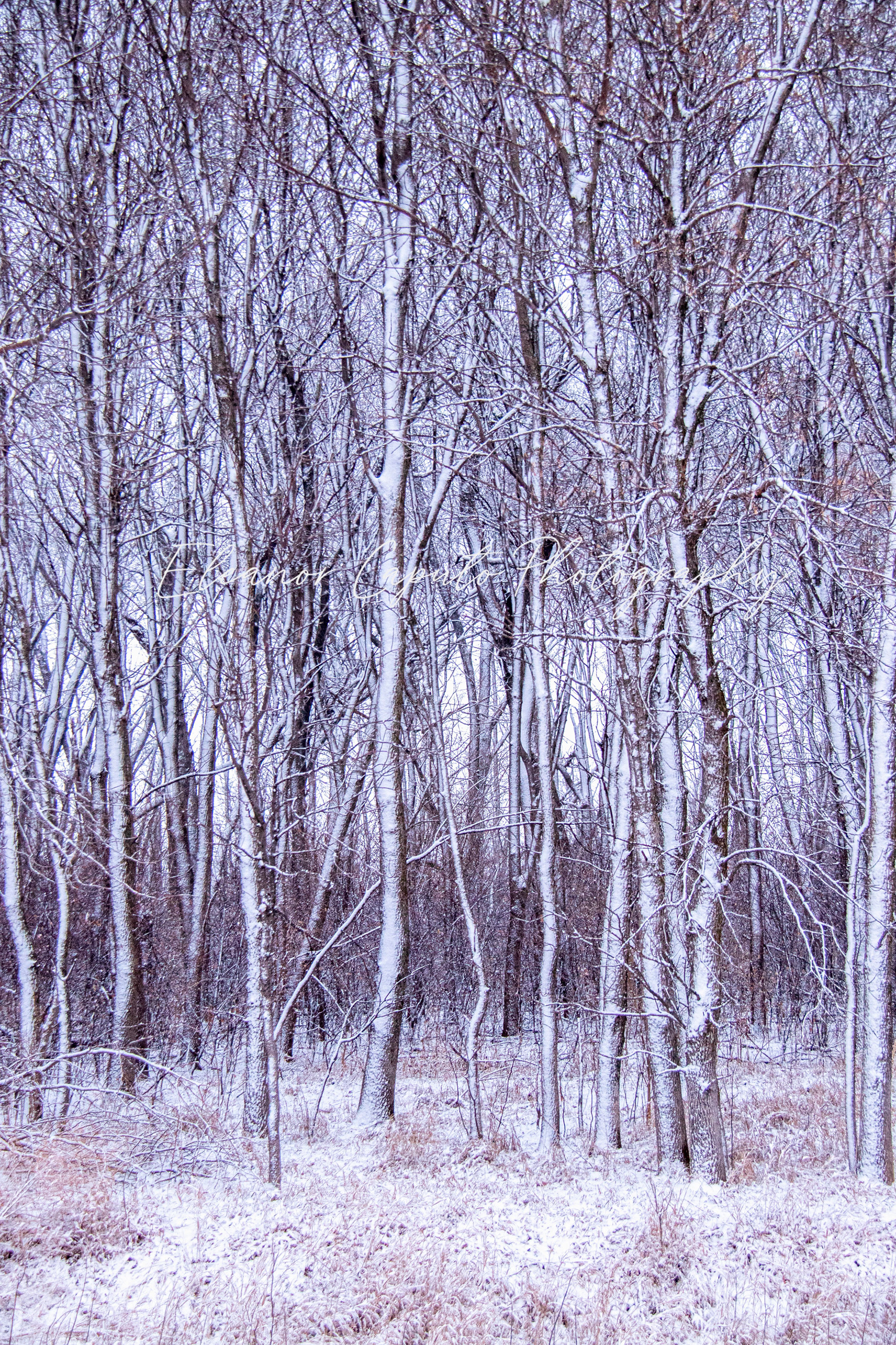 Snowy Bare Trees #101