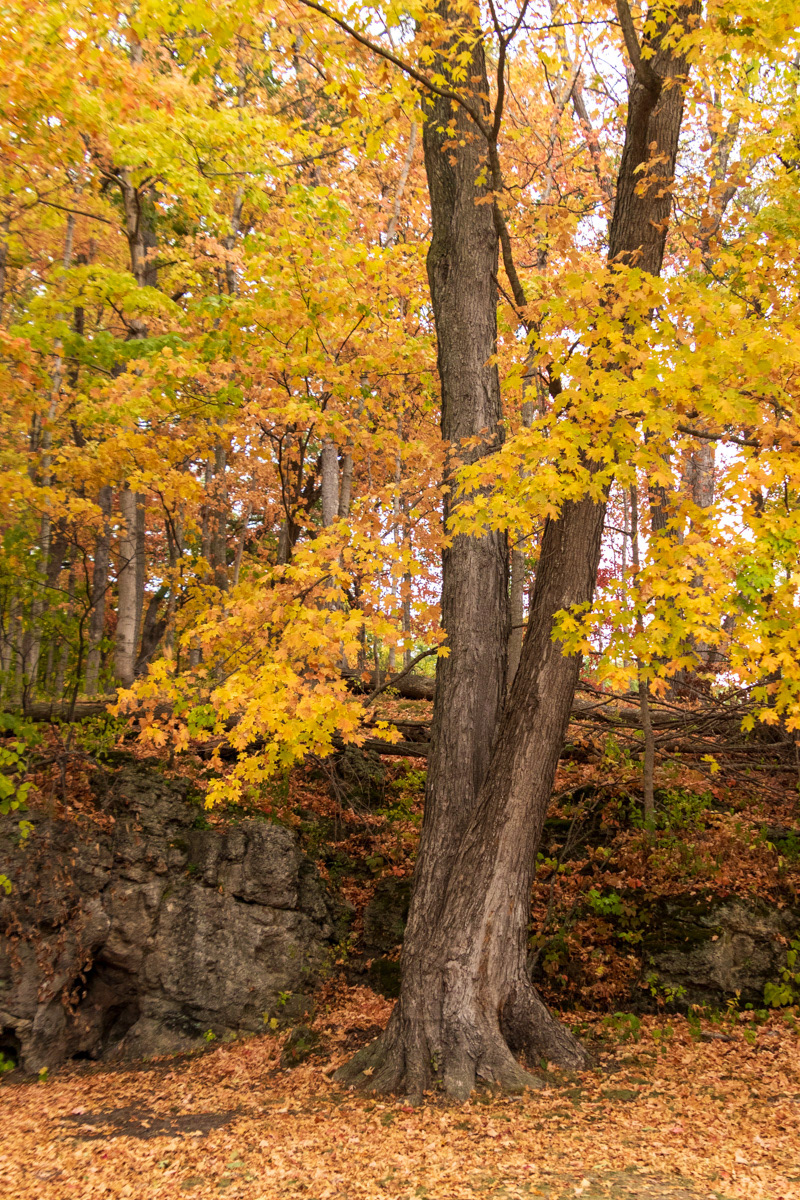 Palisades Kepler Park   IMG_0173