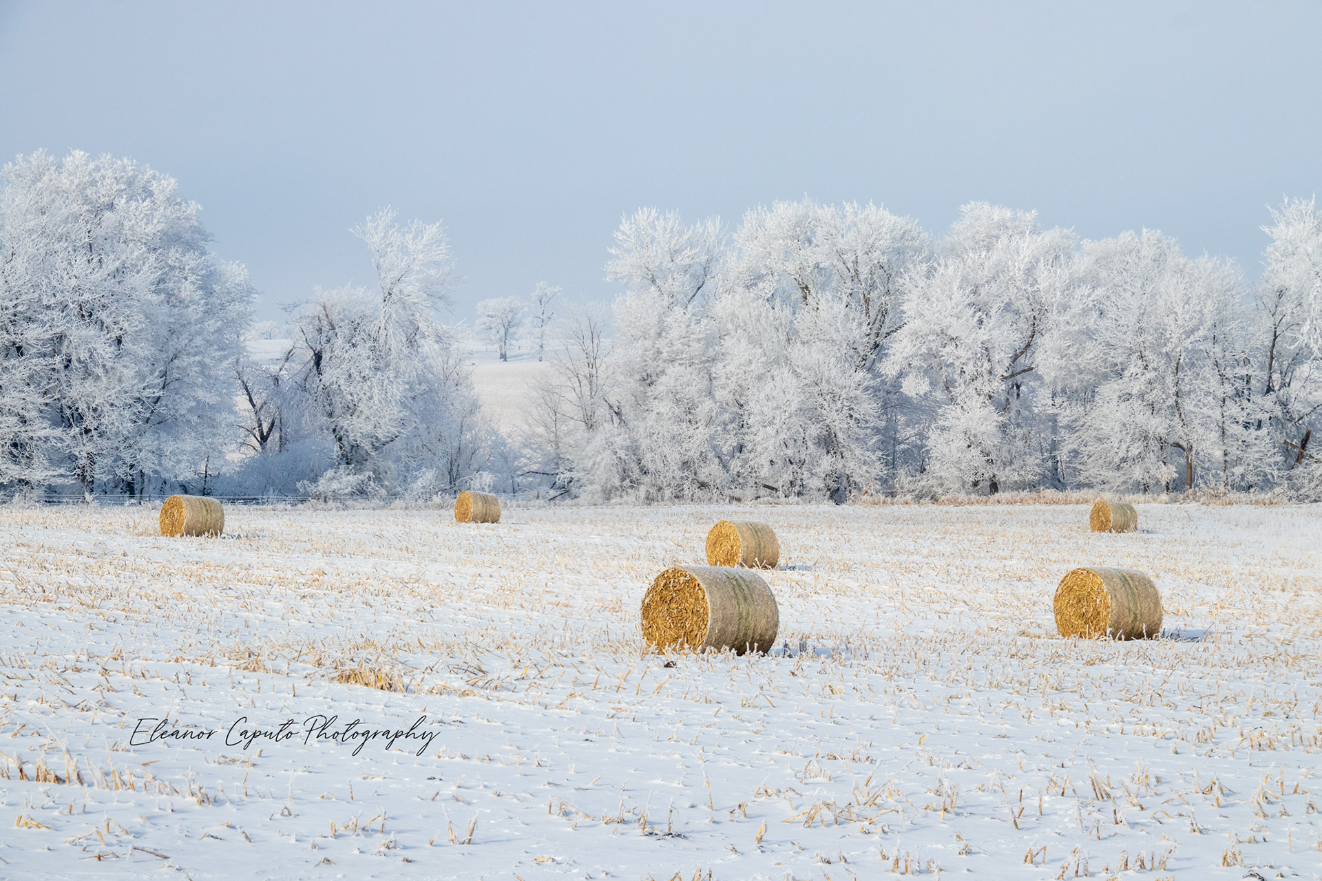 Hoarfrost trees and rolled hay - Horizontal