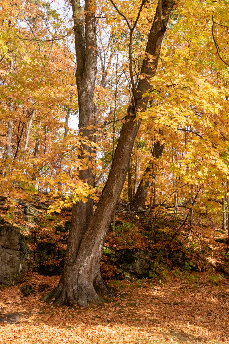 Palisades Kepler Park   IMG_0292
