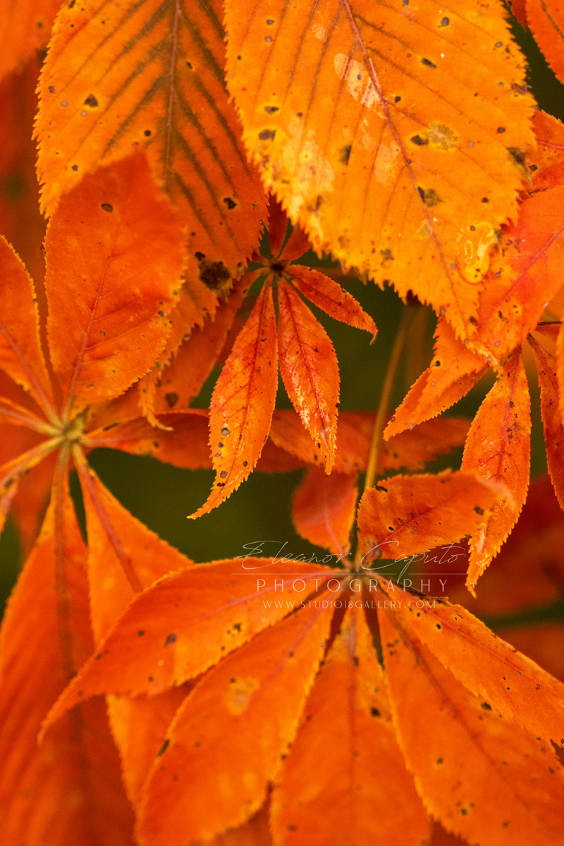Ohio Buckeye leaves 9125